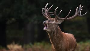 Attēlu rezultāti vaicājumam “Cervus elaphus”