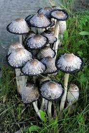 Image result for coprinus