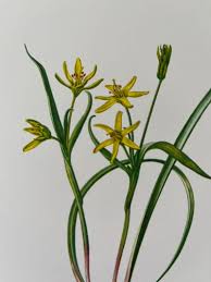 Attēlu rezultāti vaicājumam “Gagea pratensis flower”