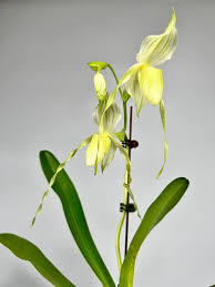 Attēlu rezultāti vaicājumam “Diderma montanum var. album stalked”