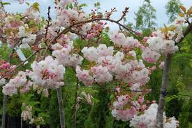 Attēlu rezultāti vaicājumam “Prunus (sakura)”
