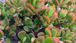 Attēlu rezultāti vaicājumam “Crassulaceae”