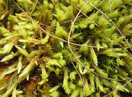 Attēlu rezultāti vaicājumam “Aulacomnium”