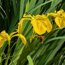 Attēlu rezultāti vaicājumam “Iris pseudacorus leaf”