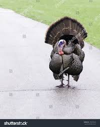 Attēlu rezultāti vaicājumam “Meleagris male”