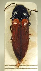 Attēlu rezultāti vaicājumam “Ampedus pomorum”