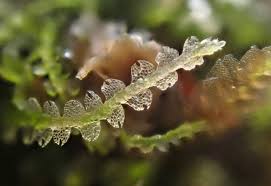 Attēlu rezultāti vaicājumam “Cephalozia connivens”