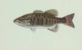 Image result for Micropterus salmoides