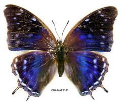 Attēlu rezultāti vaicājumam “Nymphalidae”