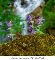Attēlu rezultāti vaicājumam “Symphytum asperum flower”