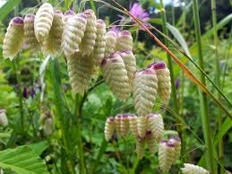 Attēlu rezultāti vaicājumam “Briza media fruit”