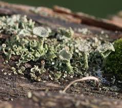 Attēlu rezultāti vaicājumam “Cladonia pyxidata”
