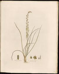 Attēlu rezultāti vaicājumam “Triglochin palustre”