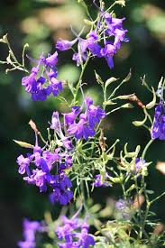 Attēlu rezultāti vaicājumam “Consolida regalis leaf”