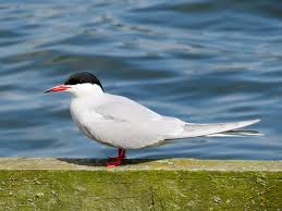 Image result for Sterna forsteri