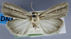 Attēlu rezultāti vaicājumam “Mythimna sp.”