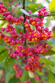 Attēlu rezultāti vaicājumam “Euonymus europaeus fruit”