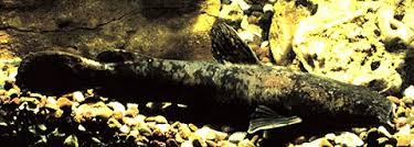 Image result for Pylodictis olivaris