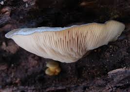 Attēlu rezultāti vaicājumam “Panellus serotinus”