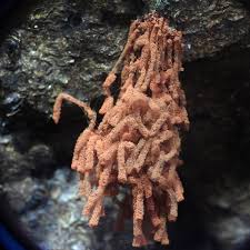 Attēlu rezultāti vaicājumam “Heterotrichia oerstedii (syn. Arcyria oerstedii) spores”