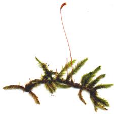 Attēlu rezultāti vaicājumam “Pleurocarpous mosses”