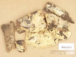 Attēlu rezultāti vaicājumam “Leucogyrophana sororia”