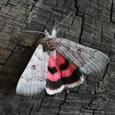 Attēlu rezultāti vaicājumam “Catocala pacta”