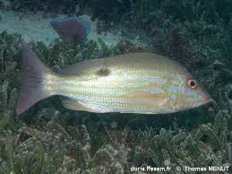 Image result for Lutjanus synagris