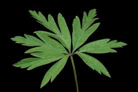 Attēlu rezultāti vaicājumam “Anemone ranunculoides leaf”