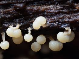 Attēlu rezultāti vaicājumam “Physarum straminipes plasmodium”