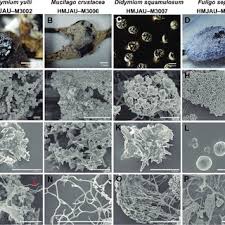 Attēlu rezultāti vaicājumam “Didymium spongiosum var. dictyospora spores”