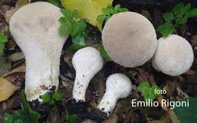 Attēlu rezultāti vaicājumam “Calvatia excipuliformis”