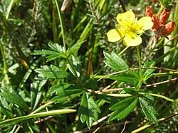 Image result for Potentilla tormentilla