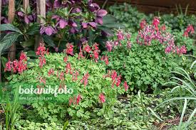 Attēlu rezultāti vaicājumam “Corydalis solida”
