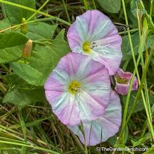 Attēlu rezultāti vaicājumam “Convolvulus arvensis flower”
