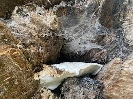 Attēlu rezultāti vaicājumam “Aurantiporus fissilis”