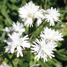 Image result for Lychnis flos-cuculi