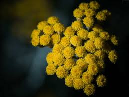 Image result for Helichrysum lindleyii