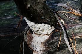 Attēlu rezultāti vaicājumam “Antrodia xantha”