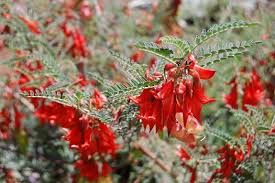 Attēlu rezultāti vaicājumam “Libanotis montana flower”