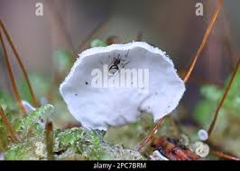 Attēlu rezultāti vaicājumam “Arrhenia retiruga”