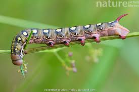 Attēlu rezultāti vaicājumam “Hyles gallii larva”