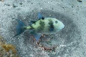 Image result for Balistes capriscus