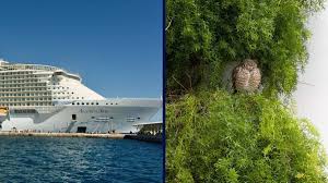 Image result for owl ship