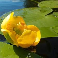 Attēlu rezultāti vaicājumam “Nuphar lutea fruit”