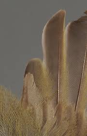 Attēlu rezultāti vaicājumam “Phylloscopus trochiloides adult”