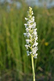 Attēlu rezultāti vaicājumam “Gymnadenia conopsea”