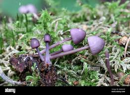 Attēlu rezultāti vaicājumam “Mycena purpureofusca”