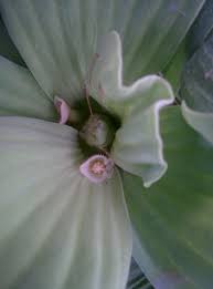 Attēlu rezultāti vaicājumam “Pistia stratiotes”