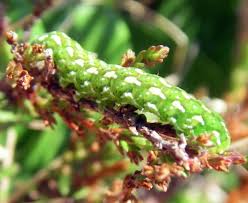 Attēlu rezultāti vaicājumam “Anarta myrtilli”